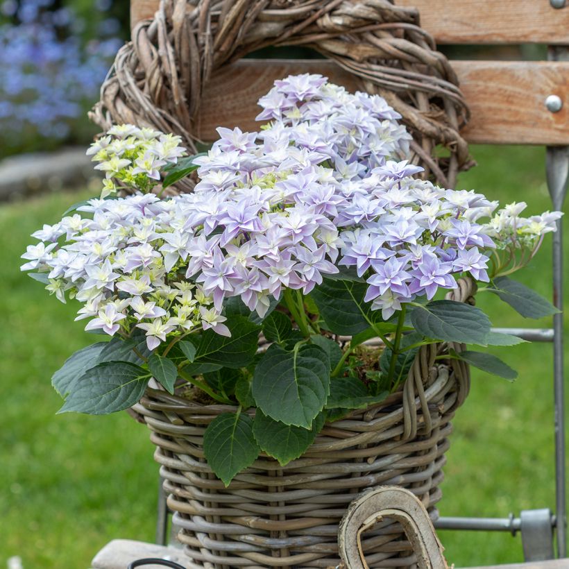 Hydrangea macrophylla Double Dutch Blue - Bauernhortensie (Plant habit)