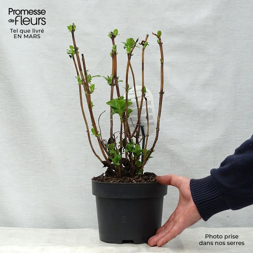 Exemplar von Hydrangea macrophylla Early Blue - Bauernhortensie Topf mit 2L/3L wie im Frühjahr geliefert