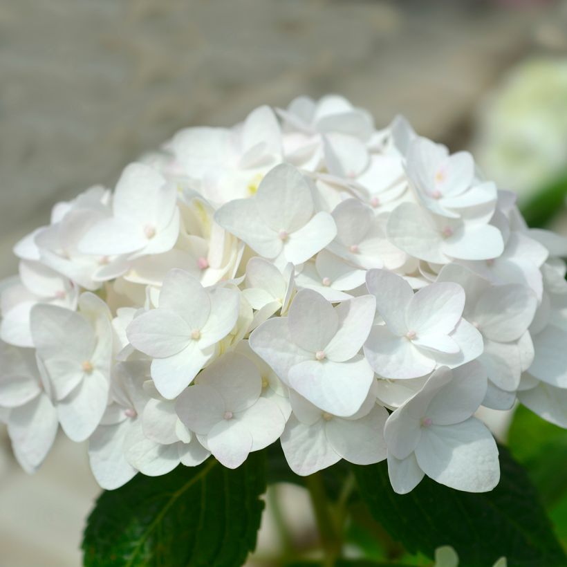 Hydrangea macrophylla Endless Summer The Bride - Bauernhortensie (Flowering)