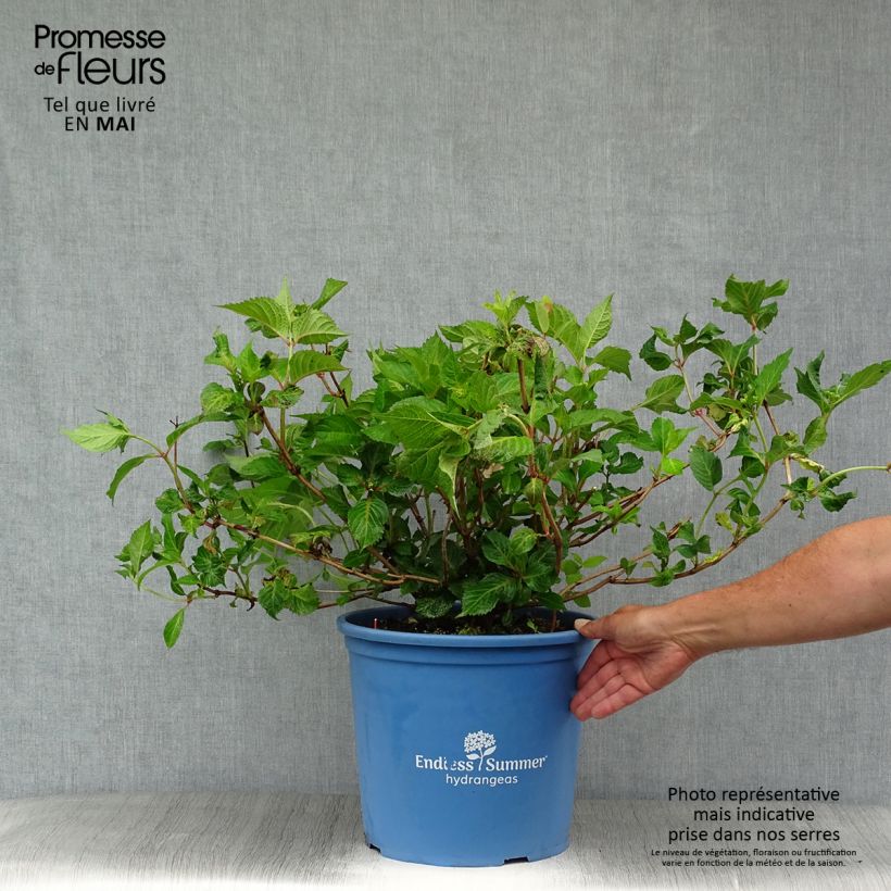 Exemplar von Hydrangea macrophylla Endless Summer Twist and Shout - Bauernhortensie Topf mit 12L/15L wie im Frühjahr geliefert