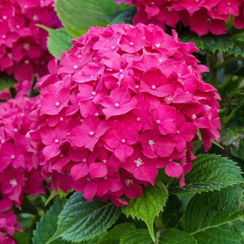 Hydrangea macrophylla Eughen Hahn - Bauernhortensie (Blüte)