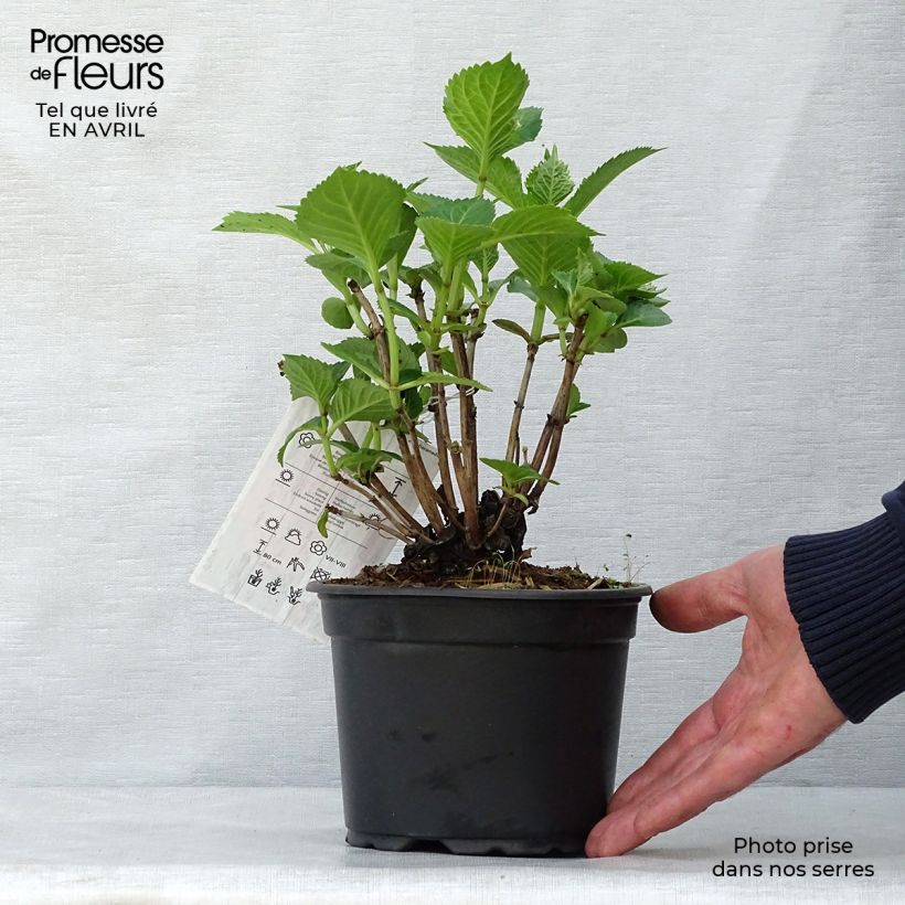 Example of Hydrangea macrophylla Glowing Amber - Bauernhortensie Topf mit 2L/3L as you get in printemps