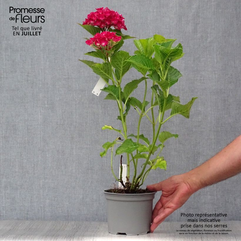 Exemplar von Hydrangea macrophylla Green shadow - Bauernhortensie Topf mit 2L/3L wie im Sommer geliefert