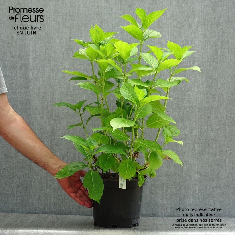 Exemplar von Hydrangea macrophylla Hovaria Hobergine - Bauernhortensie Topf mit 4L/5L wie im Sommer geliefert