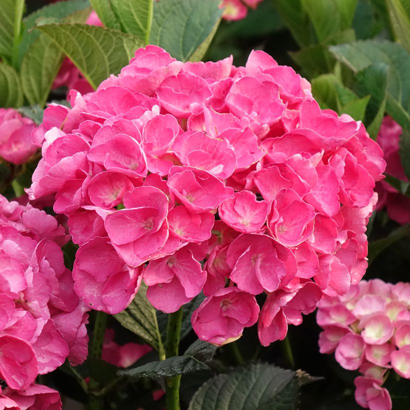 Hydrangea macrophylla Julisa - Bauernhortensie (Flowering)