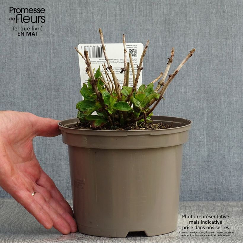 Example of Hydrangea macrophylla Kardinal Violet - Bauernhortensie Topf mit 2L/3L as you get in printemps