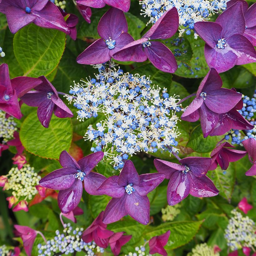 Hydrangea macrophylla Kardinal Violet - Bauernhortensie (Flowering)