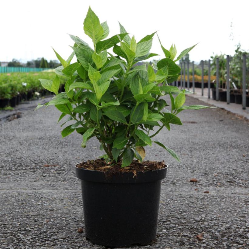 Hydrangea macrophylla Lanarth White - Bauernhortensie (Wuchs)