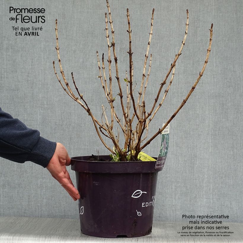 Example of Hydrangea macrophylla Light'o'Day - Bauernhortensie Topf mit 7,5L/10L as you get in printemps