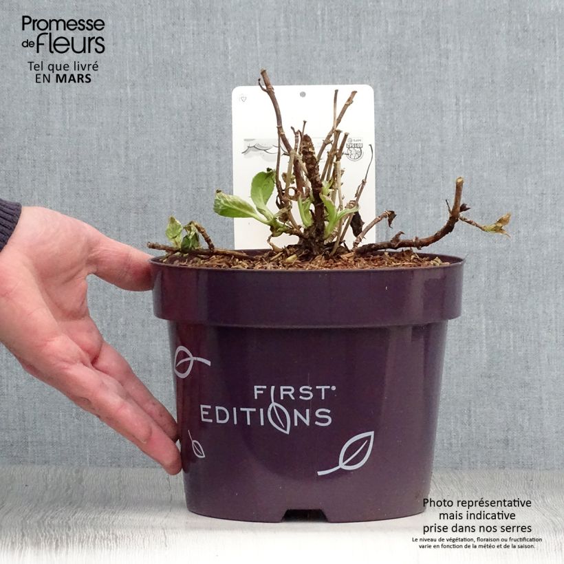 Example of Hydrangea macrophylla Light'o'Day - Bauernhortensie Topf mit 3L/4L as you get in printemps