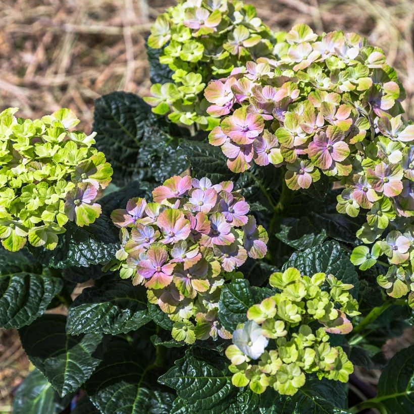 Hydrangea macrophylla Magical Amethyst - Bauernhortensie (Wuchs)