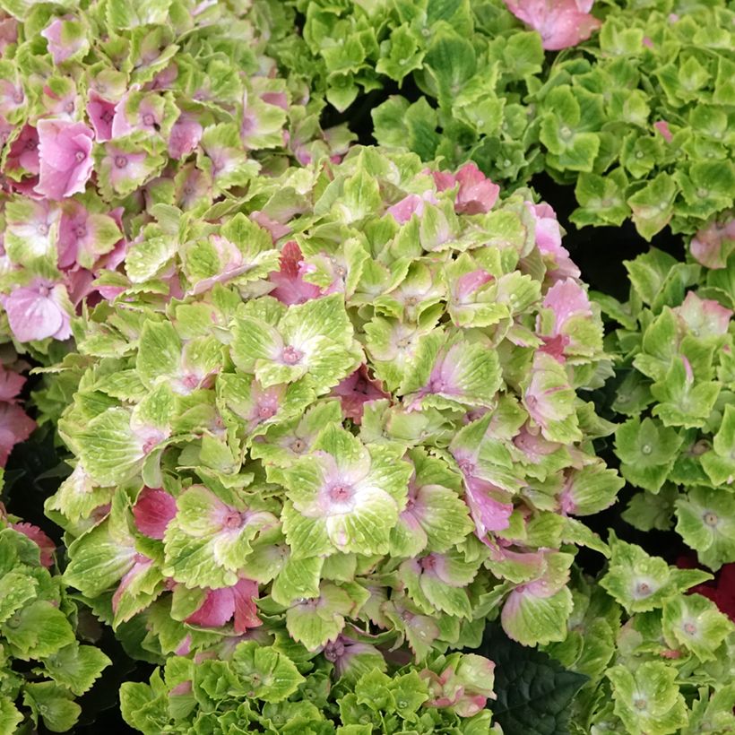 Hydrangea macrophylla Magical Jewel rosa - Bauernhortensie (Blüte)