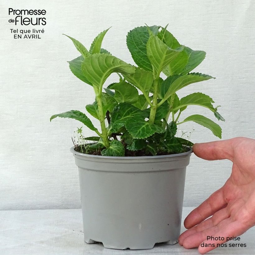 Exemplar von Hydrangea macrophylla Magical Noblesse - Bauernhortensie Topf mit 2L/3L wie im Frühjahr geliefert