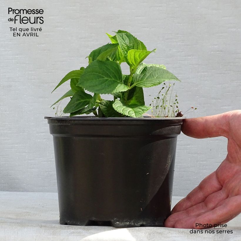 Example of Hydrangea macrophylla Magical Revolution Bleu - Bauernhortensie Topf mit 1,5L/2L as you get in printemps