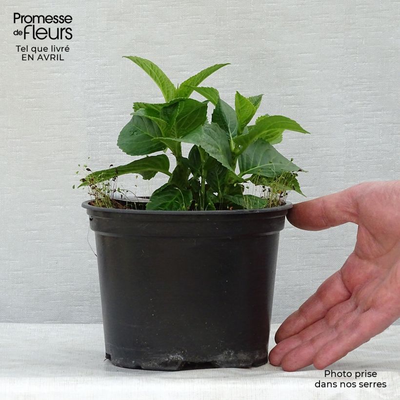 Example of Hydrangea macrophylla Magical Revolution Rose - Bauernhortensie Topf mit 2L/3L as you get in printemps