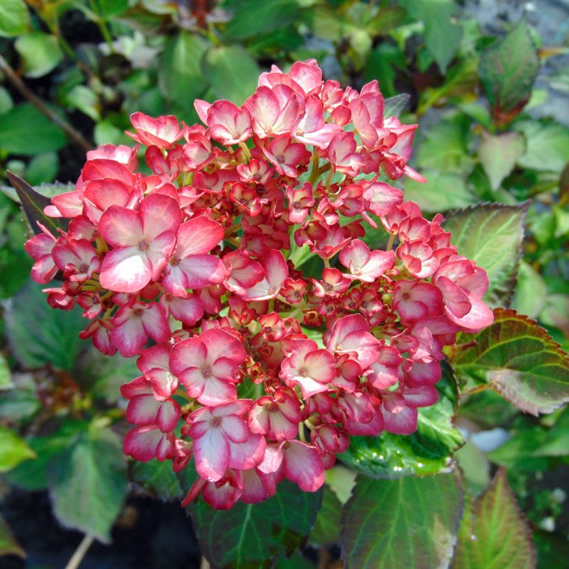 Hortensia - Hydrangea macrophylla Mirai (Blüte)