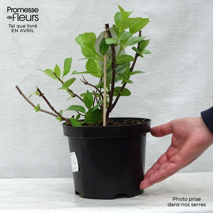 Example of Hydrangea macrophylla Mme Emile Mouillière - Bauernhortensie Topf mit 3L/4L as you get in printemps