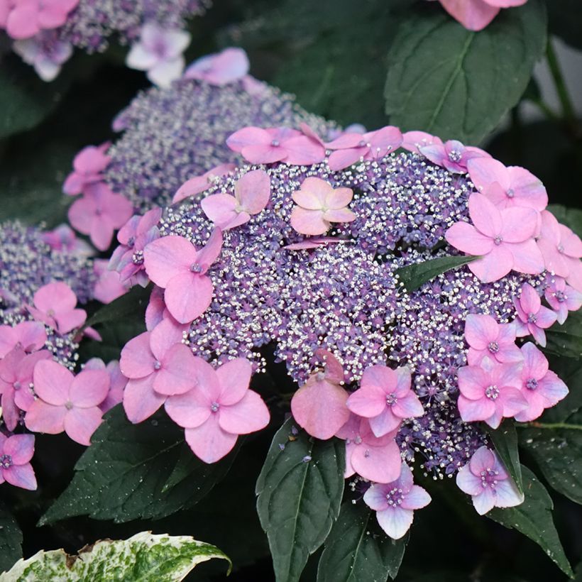 Hydrangea macrophylla Nanping - Bauernhortensie (Blüte)