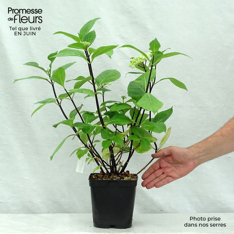 Exemplar von Hydrangea macrophylla Nigra - Bauernhortensie Topf mit 4L/5L wie im Sommer geliefert