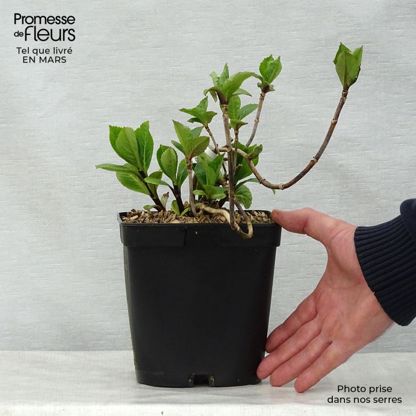 Exemplar von Hydrangea macrophylla Nigra - Bauernhortensie Topf mit 2L/3L wie im Frühjahr geliefert