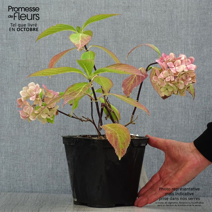 Exemplar von Hydrangea macrophylla Nigra - Bauernhortensie Topf mit 4L/5L wie im Herbst geliefert