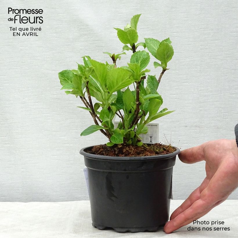 Example of Hydrangea macrophylla Nikko Blue - Bauernhortensie Topf mit 2L/3L as you get in printemps