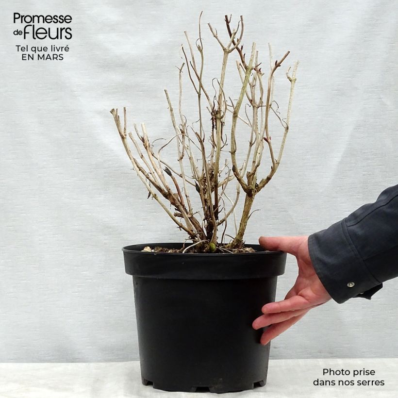 Example of Hydrangea macrophylla Nikko Blue - Bauernhortensie Topf mit 7,5L/10L as you get in printemps