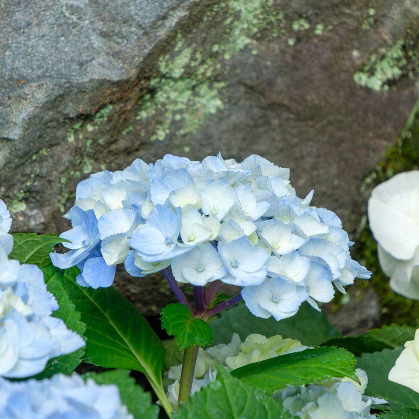 Hydrangea macrophylla Nikko Blue - Bauernhortensie (Flowering)