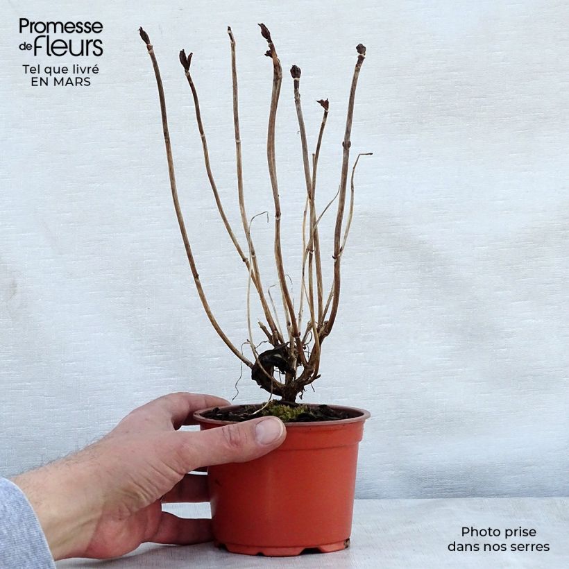 Example of Hydrangea macrophylla Nikko Blue - Bauernhortensie Kleine Töpfe von 8/9 cm as you get in printemps