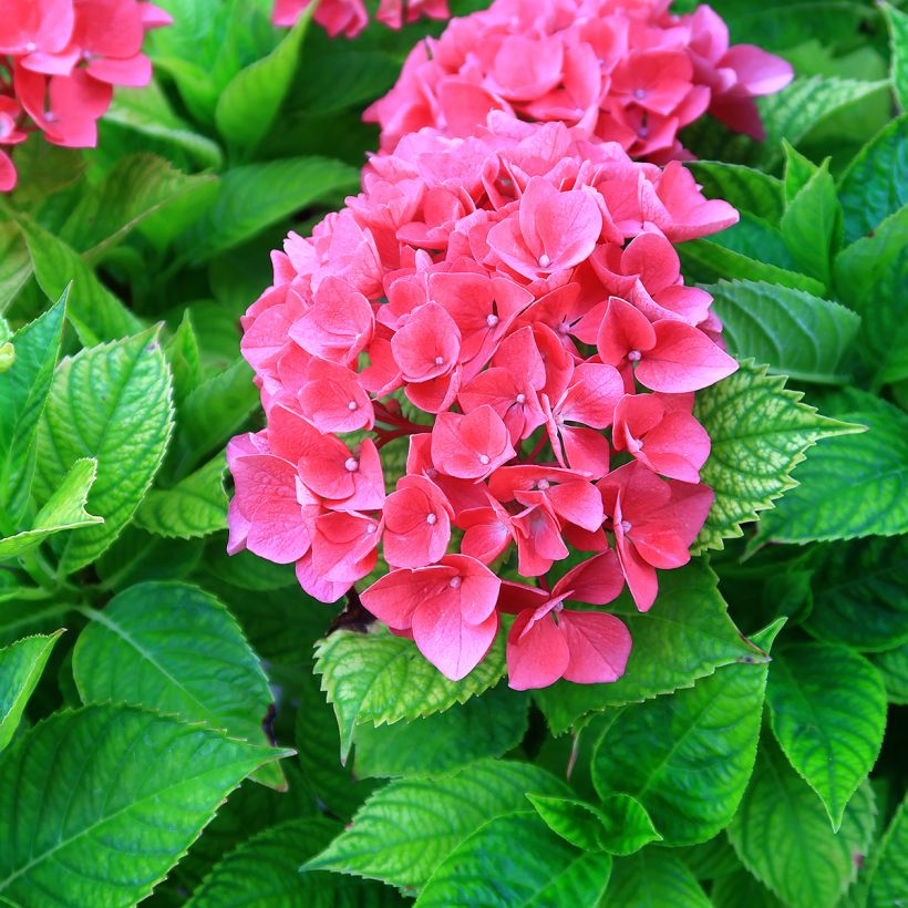 Hydrangea macrophylla Pia - Bauernhortensie (Blüte)