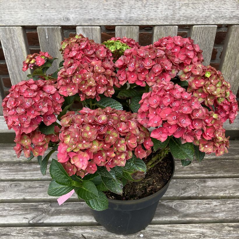 Hortensia - Hydrangea macrophylla Rebellion Choco Love (Wuchs)