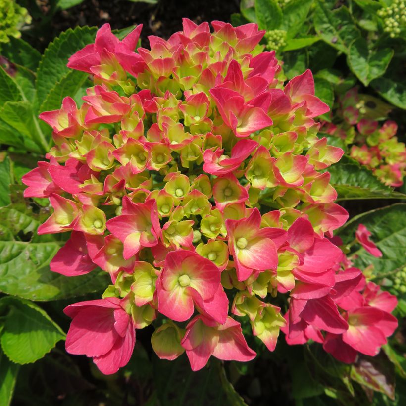 Hortensia - Hydrangea macrophylla Rebellion Dark Pink Love (Blüte)