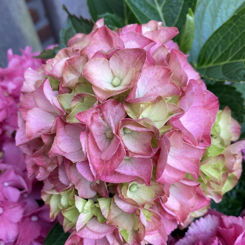 Hortensia - Hydrangea macrophylla Rebellion Pink Love (Blüte)