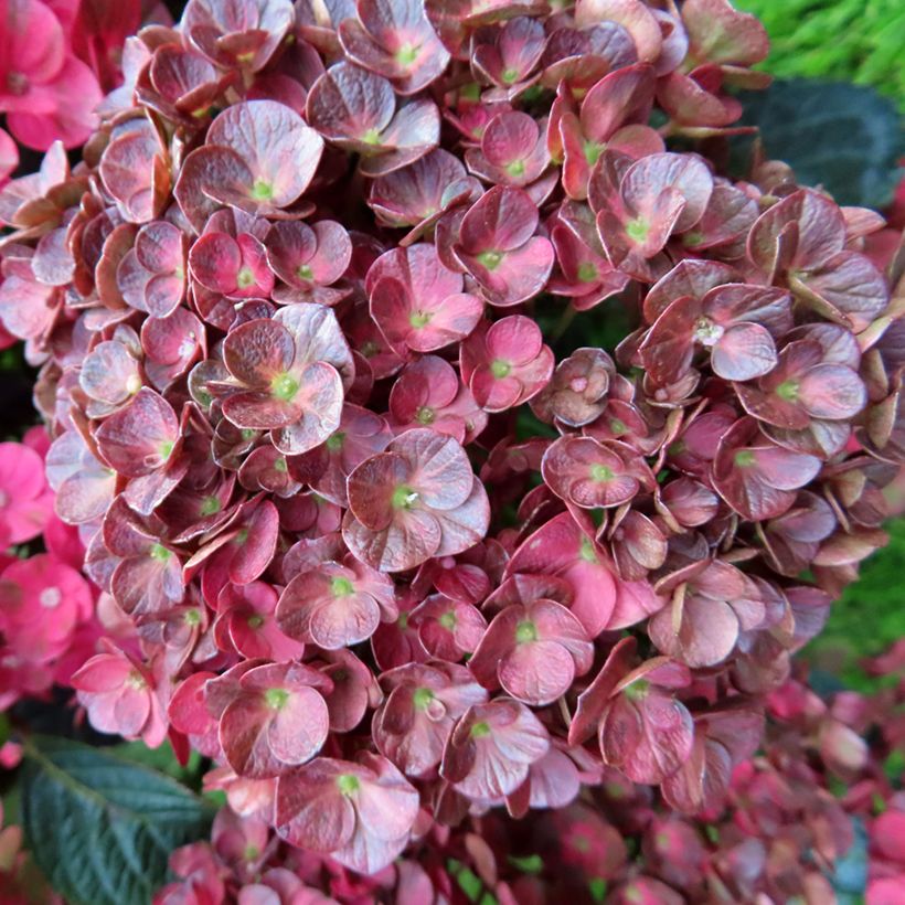 Hortensia - Hydrangea macrophylla Rebellion Pistachio Love (Blüte)