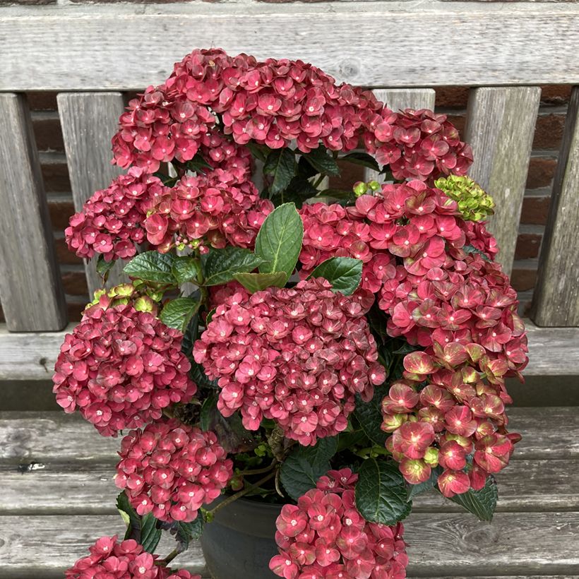 Hortensia - Hydrangea macrophylla Rebellion Pistachio Love (Wuchs)