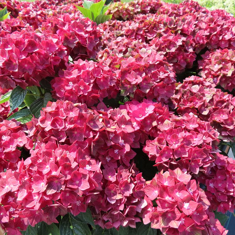 Hortensia - Hydrangea macrophylla Rebellion Red Love (Wuchs)