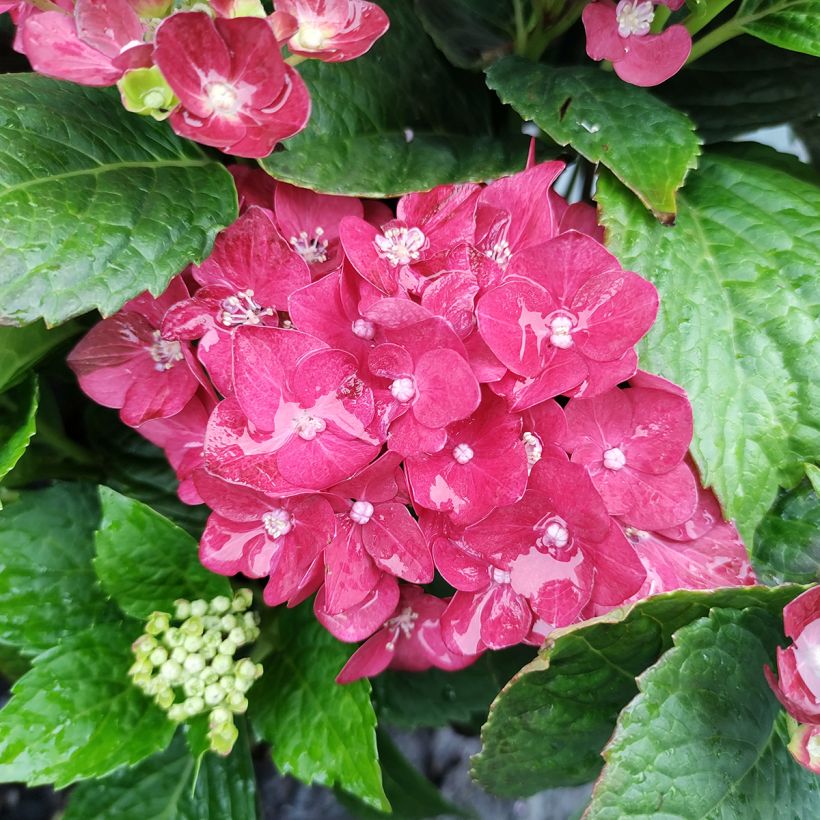 Hydrangea macrophylla Music Collection Red Reggae - Bauernhortensie (Flowering)