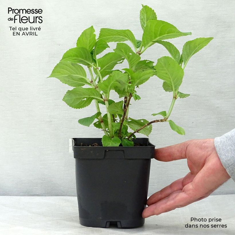 Example of Hydrangea macrophylla Rosita - Bauernhortensie Topf mit 2L/3L as you get in printemps