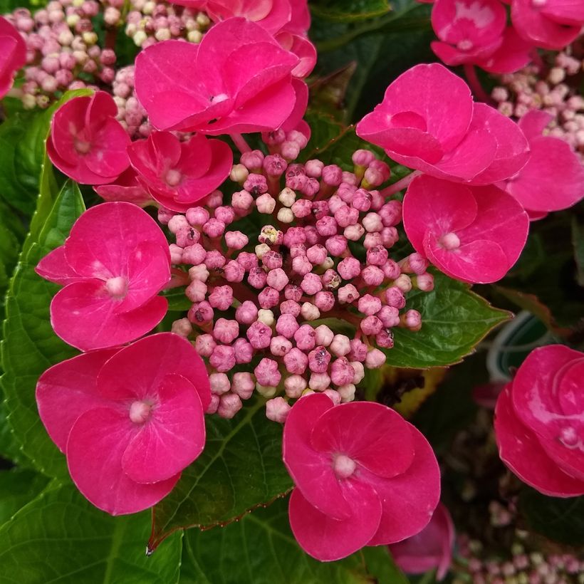 Hydrangea macrophylla Rotkehlchen - Bauernhortensie (Flowering)