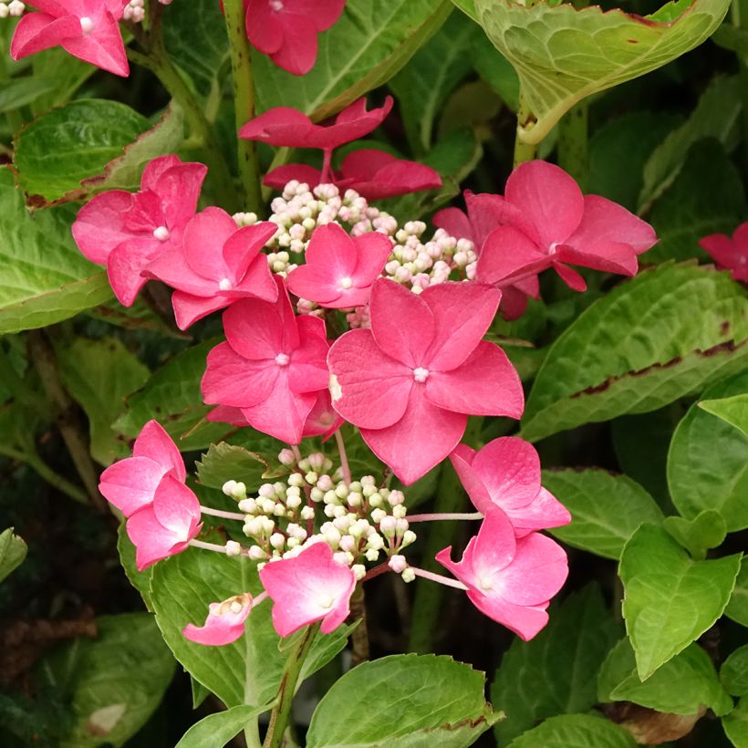 Hydrangea macrophylla Rotschwanz - Bauernhortensie (Flowering)