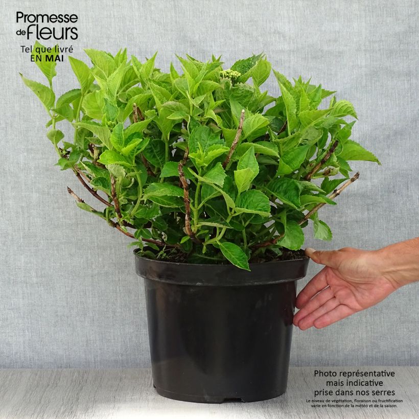 Example of Hydrangea macrophylla Rotschwanz - Bauernhortensie Topf mit 7,5L/10L as you get in printemps