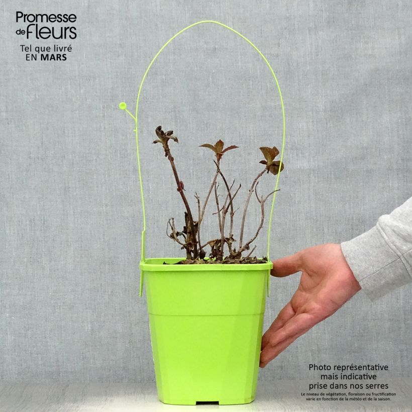 Exemplar von Hydrangea macrophylla Dutch Ladies Salsa - Bauernhortensie Topf mit 4L/5L wie im Frühjahr geliefert