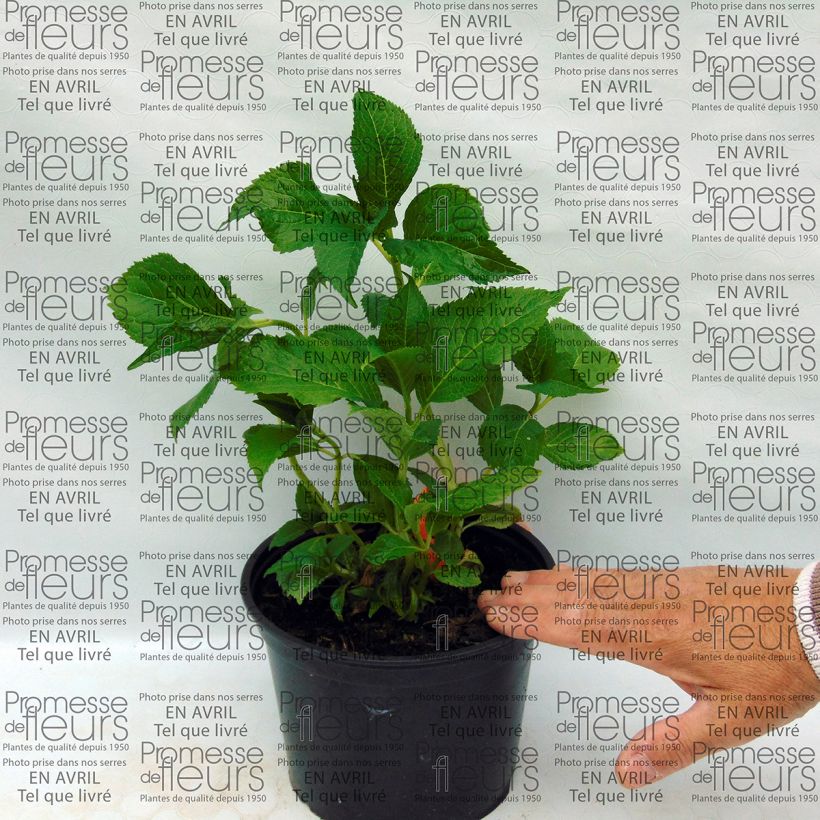 Beispiel eines Exemplars von Hydrangea macrophylla Shooting Star - Bauernhortensie Topf mit 2L/3L wie geliefert