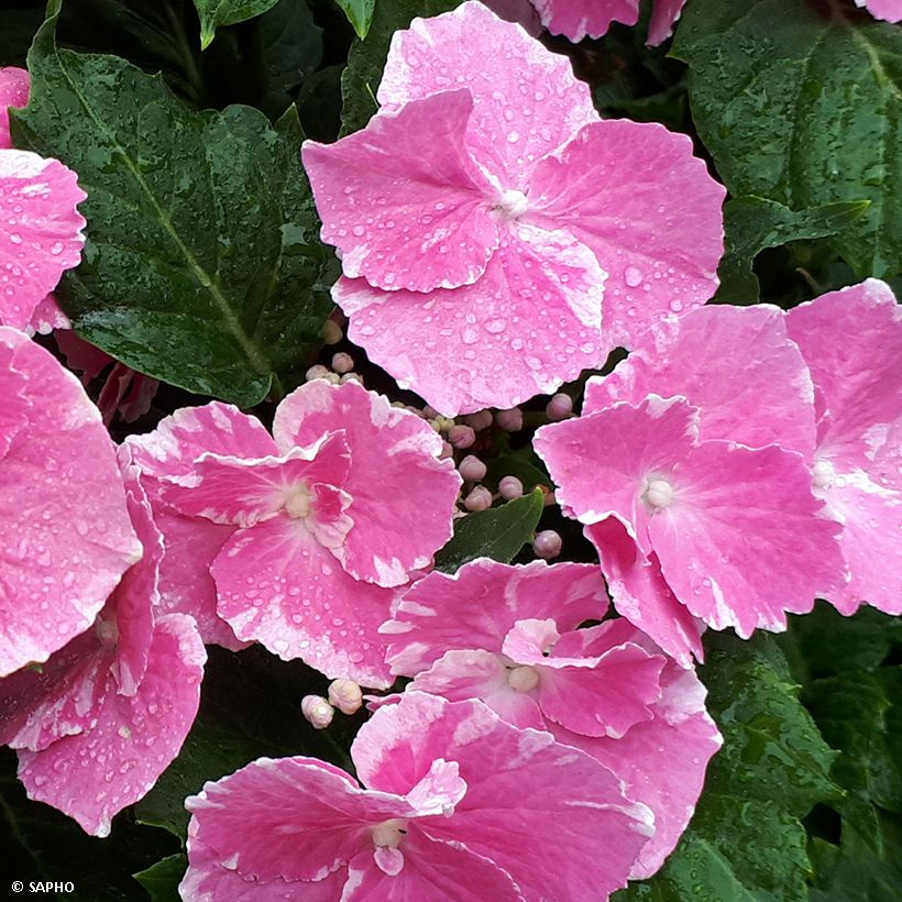 Hydrangea macrophylla So Long Starlit Sky - Bauernhortensie (Blüte)
