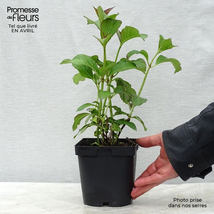 Example of Hydrangea macrophylla So Long Sunny - Bauernhortensie Topf mit 2L/3L as you get in printemps