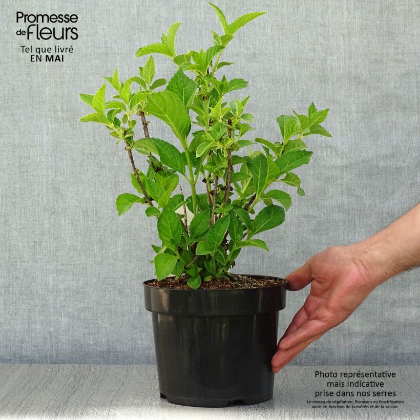 Example of Hydrangea macrophylla Soeur Thérèse - Bauernhortensie Topf mit 2L/3L as you get in printemps