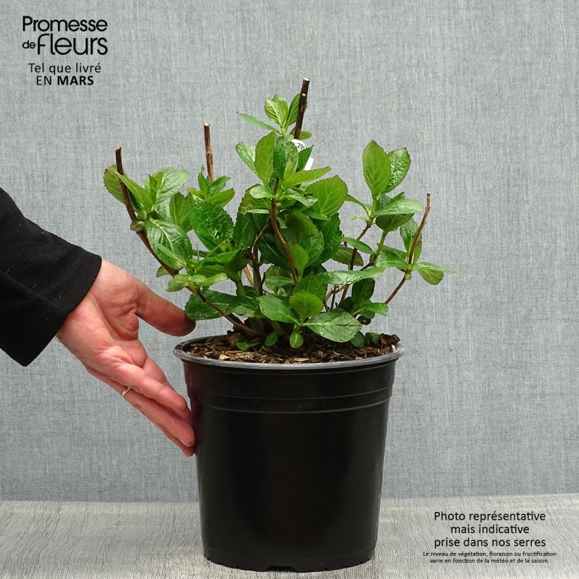 Example of Hydrangea macrophylla Star Gazer Blue - Bauernhortensie Topf mit 4L/5L as you get in printemps