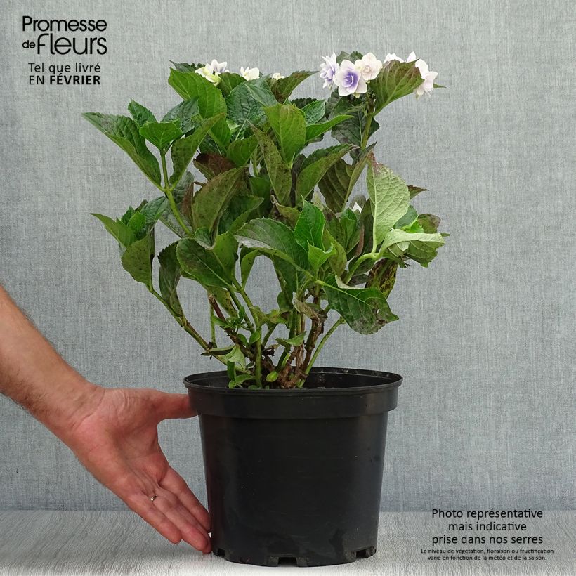 Exemplar von Hydrangea macrophylla Stargazer - Bauernhortensie Topf mit 4L/5L wie im Herbst geliefert