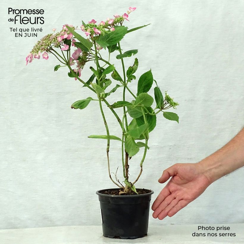 Exemplar von Hydrangea macrophylla Teller Pink - Bauernhortensie Topf mit 2L/3L wie im Sommer geliefert