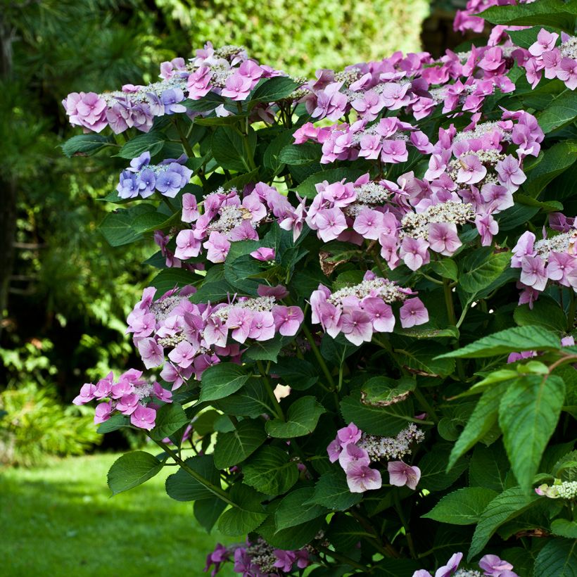 Hydrangea macrophylla Teller Pink - Bauernhortensie (Wuchs)